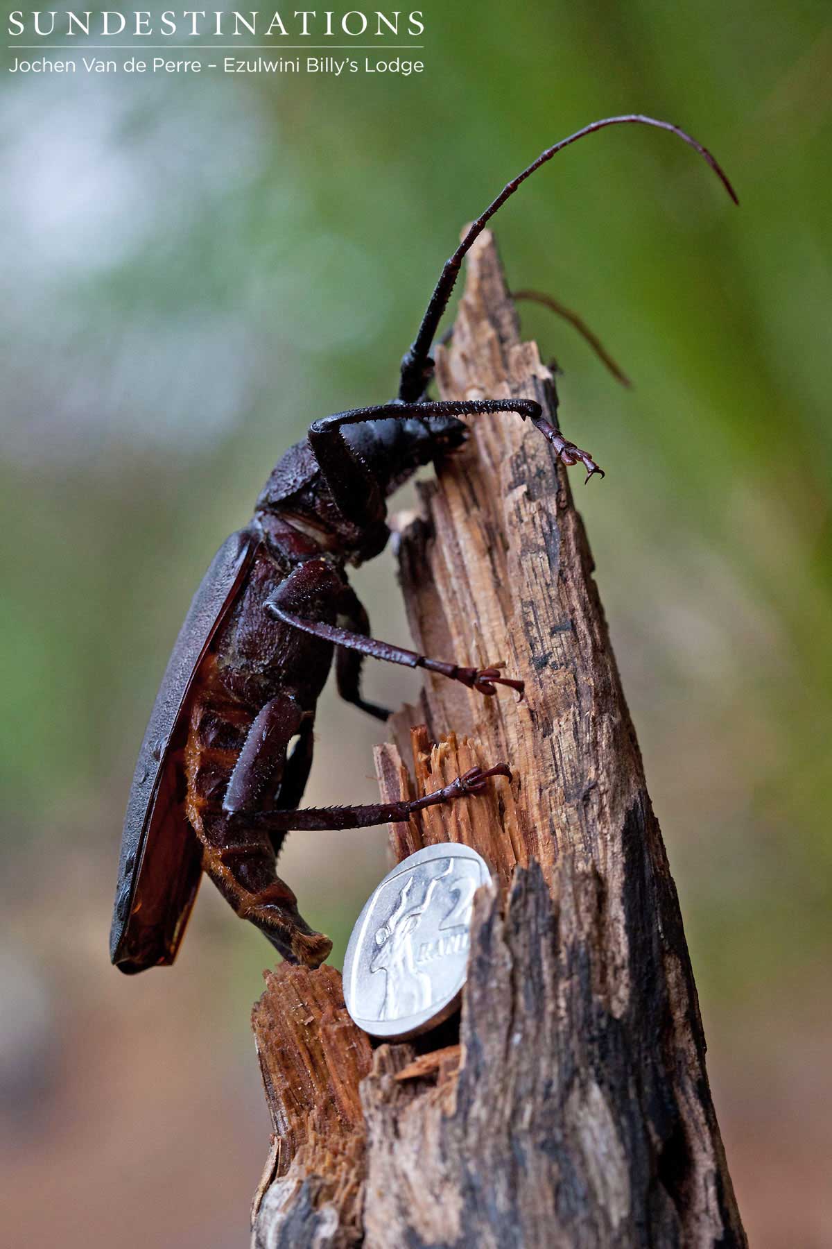 Large Ground Beetle