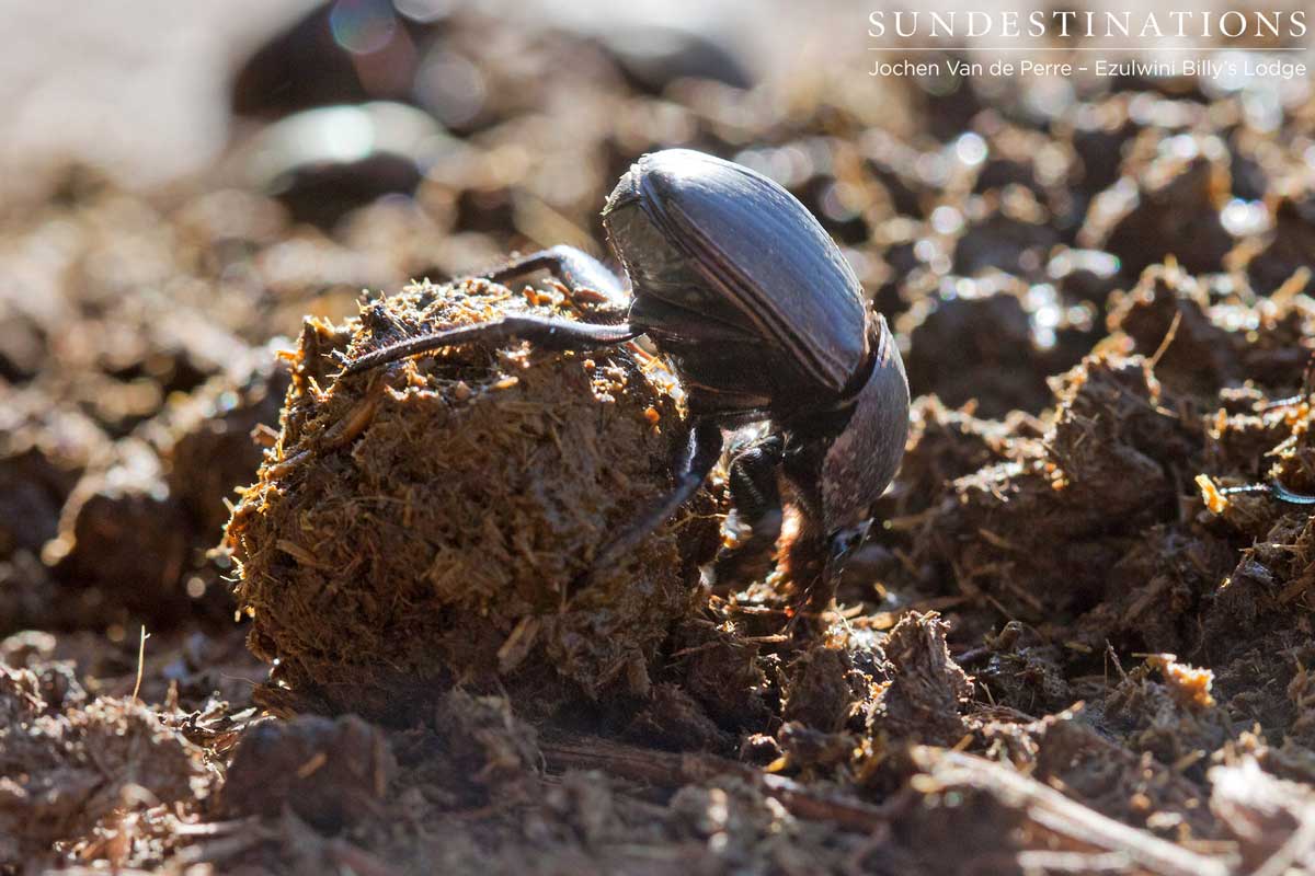 Dung Beetle with Dung