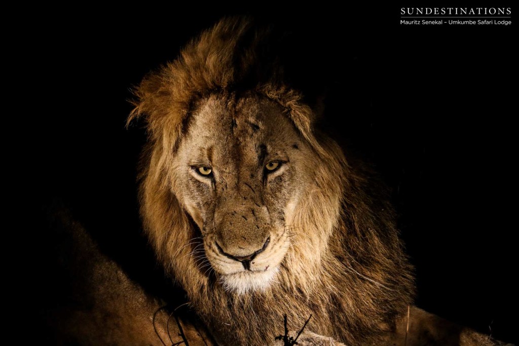 Charleston Male lion, Sabi Sand