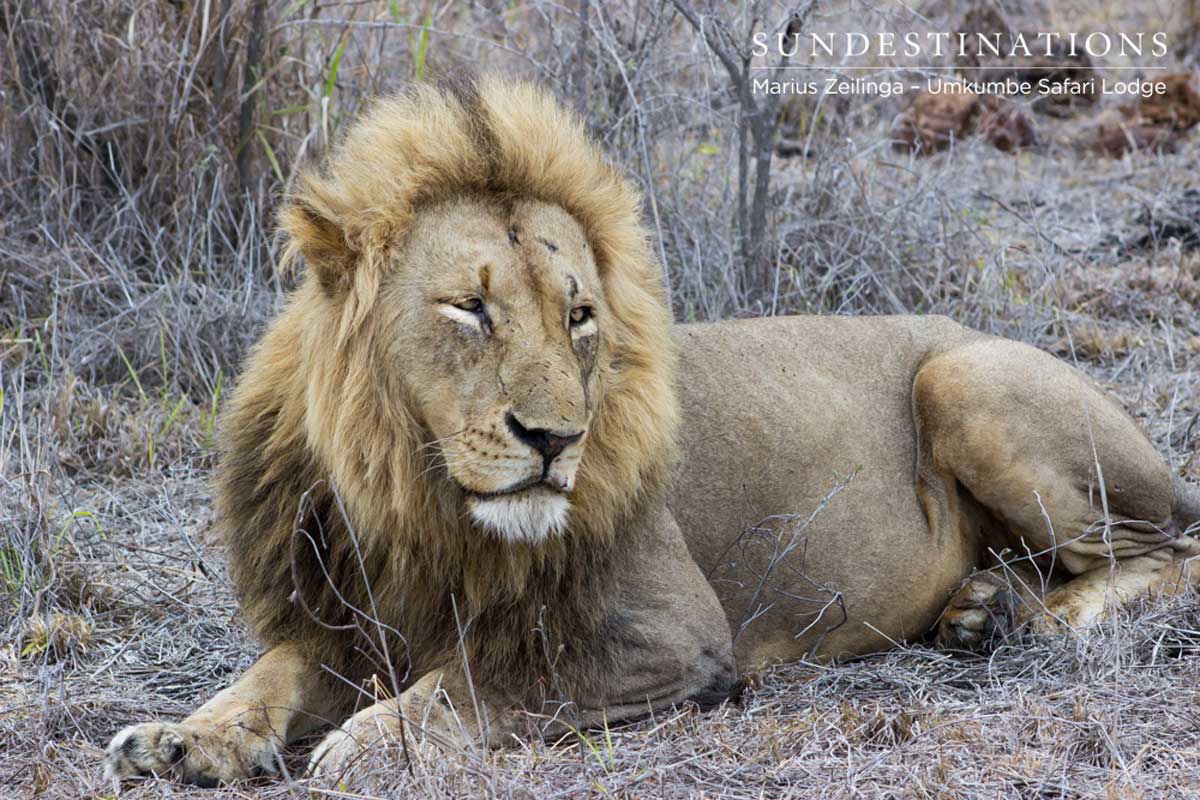 Charleston male lion
