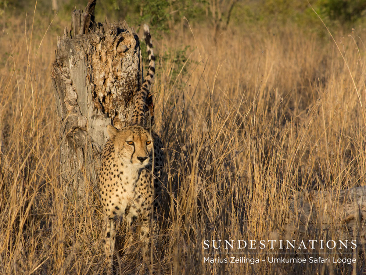 Male Cheetah Marking