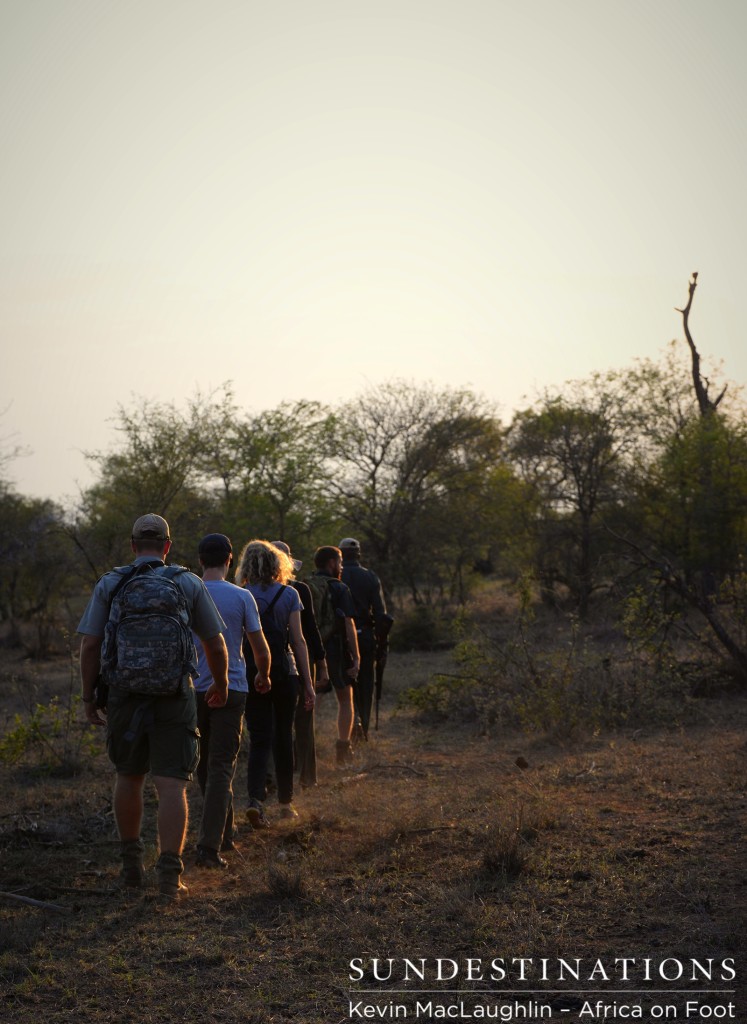 Early morning bush walk