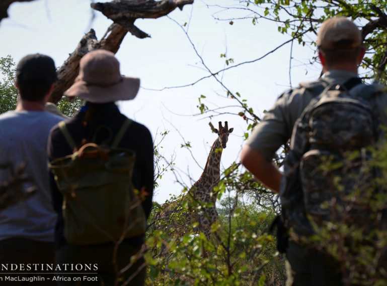 On Foot in the Bush: Africa on Foot Walking Safaris