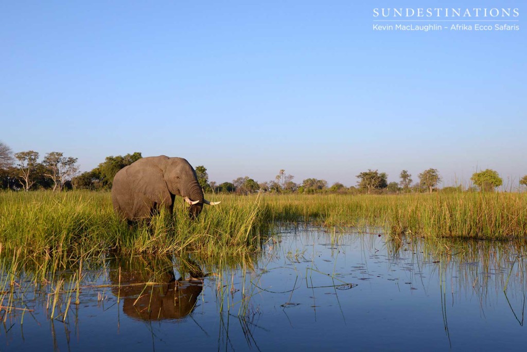 Elephant in the reeds in the Delta