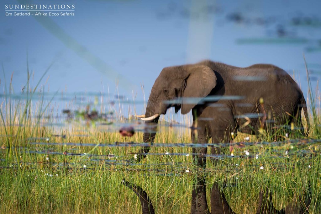Elephant reflection, Okavango Delta