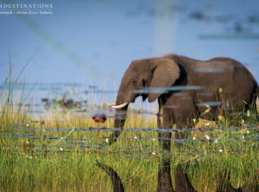 It’s that time of the week again! Time to take in some of the most wanderlust-evoking imagery we can gather from our collection of unique safari camps and lodges. Based in a few of the most renowned destinations in Southern Africa, guests at the Sun Destinations camps are exposed to wildlife activity on an unbelievable […]