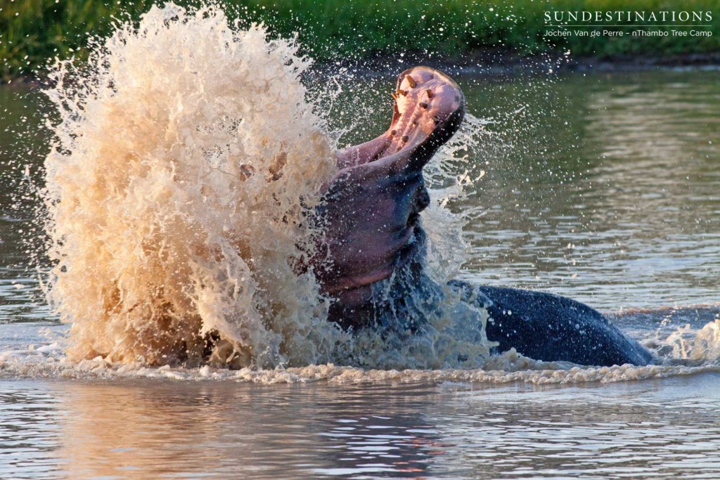 Hippo making a splash