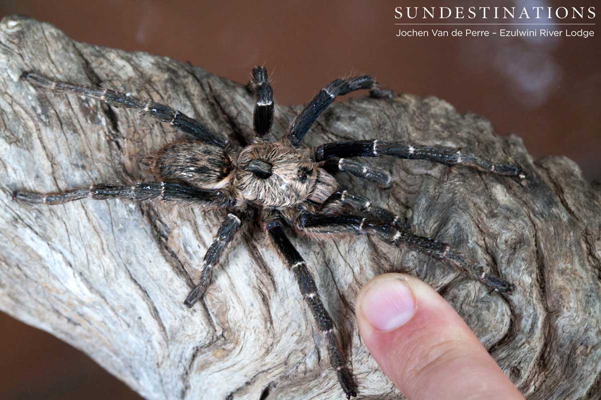 Baboon Spider