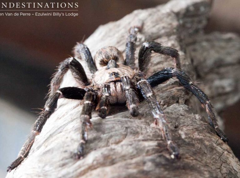 Awesome Arachnids and Roving Reptiles