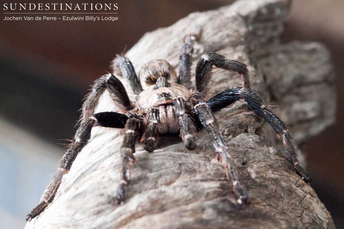 Horned Baboon Spider - Balule