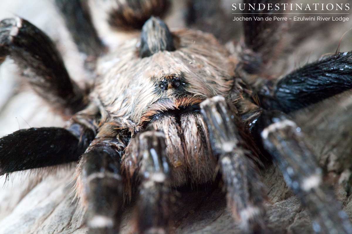 Horned Baboon Spider