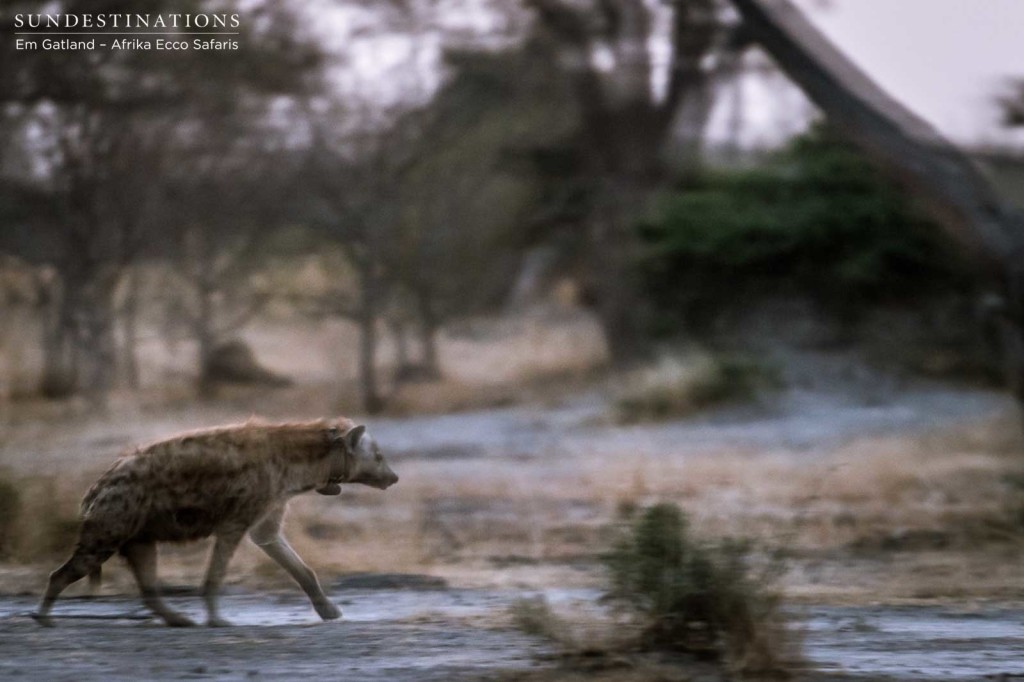 Hyena on the move in Moremi