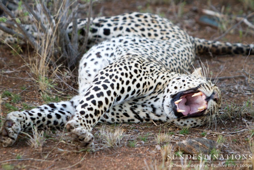 Stretching and yawning