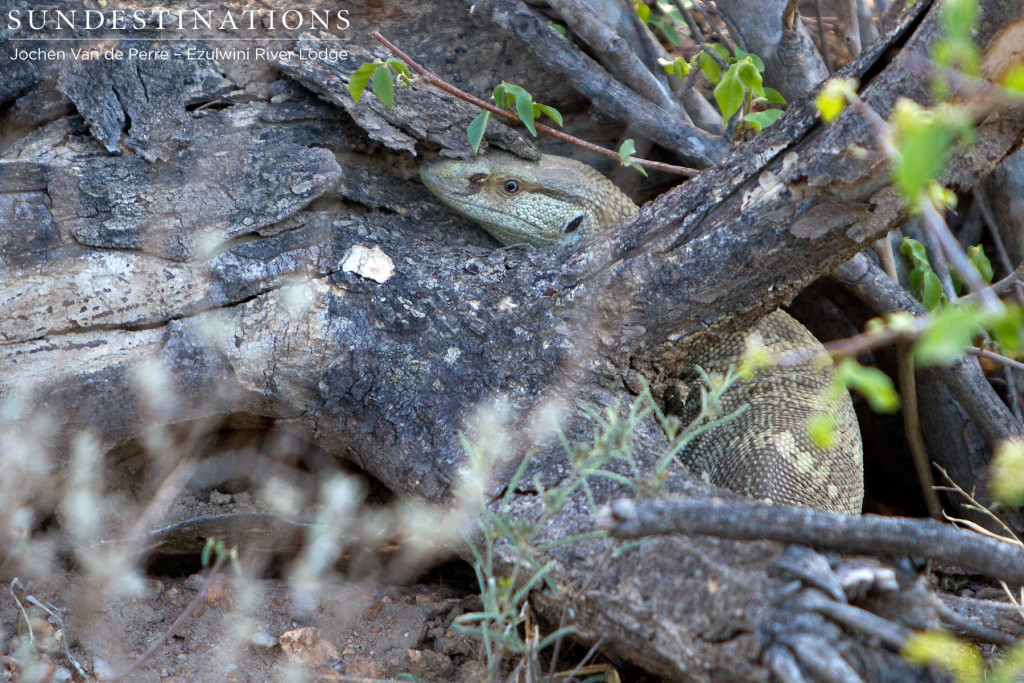 Rock monitor disguising itself at the base of a tree