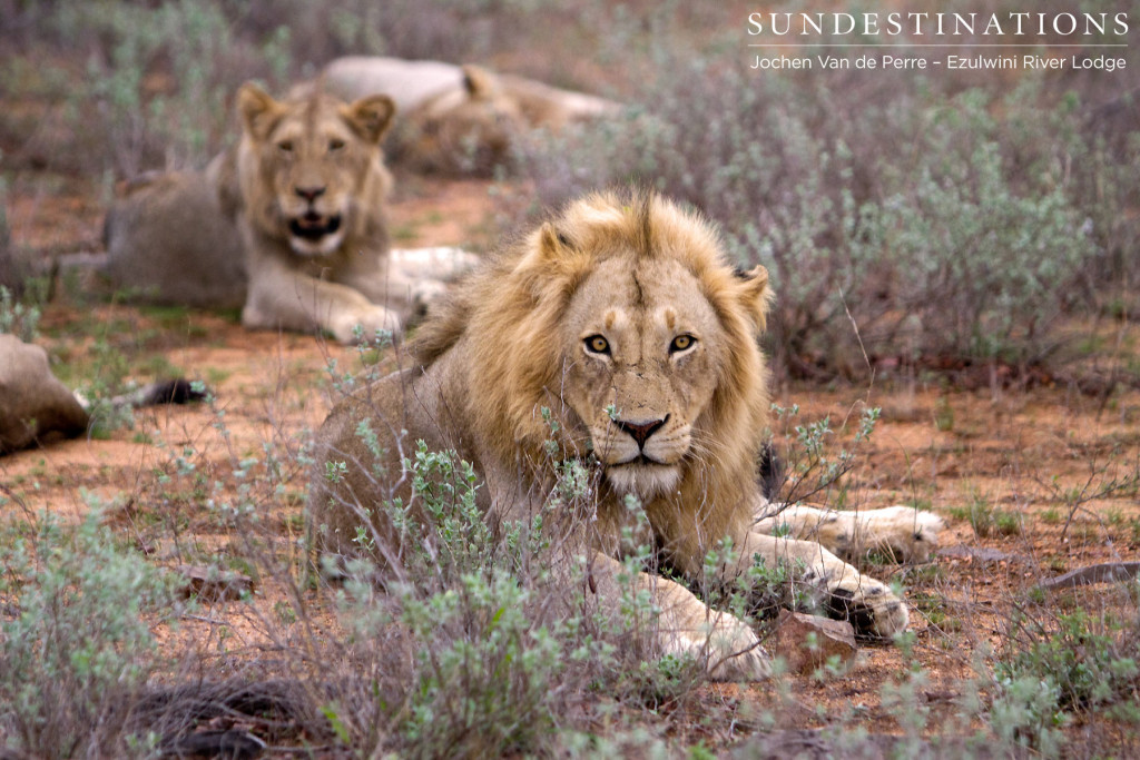 Younger of the two adult male lions in York Pride