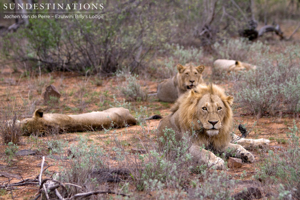 York Pride males moving north of their known territory