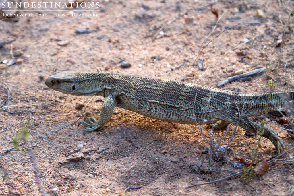 Rock monitor on the move