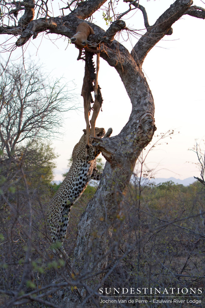 Swiftly climbing the tree