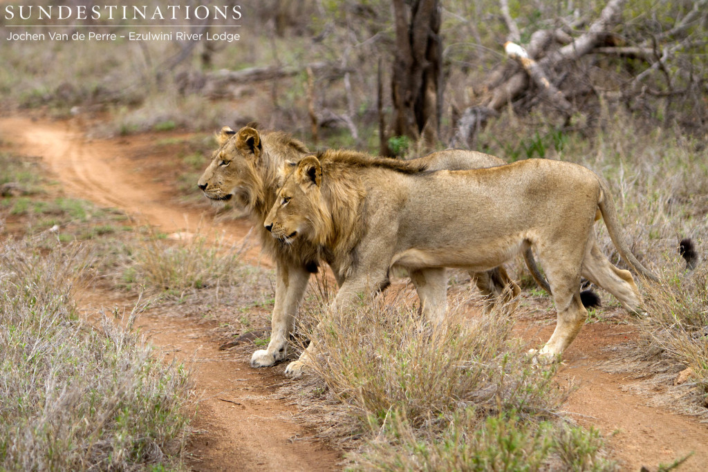 Young males of the York Pride