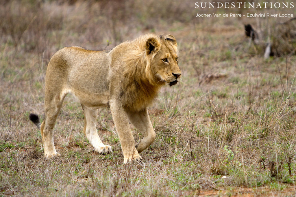 Subadult male lion, York Pride