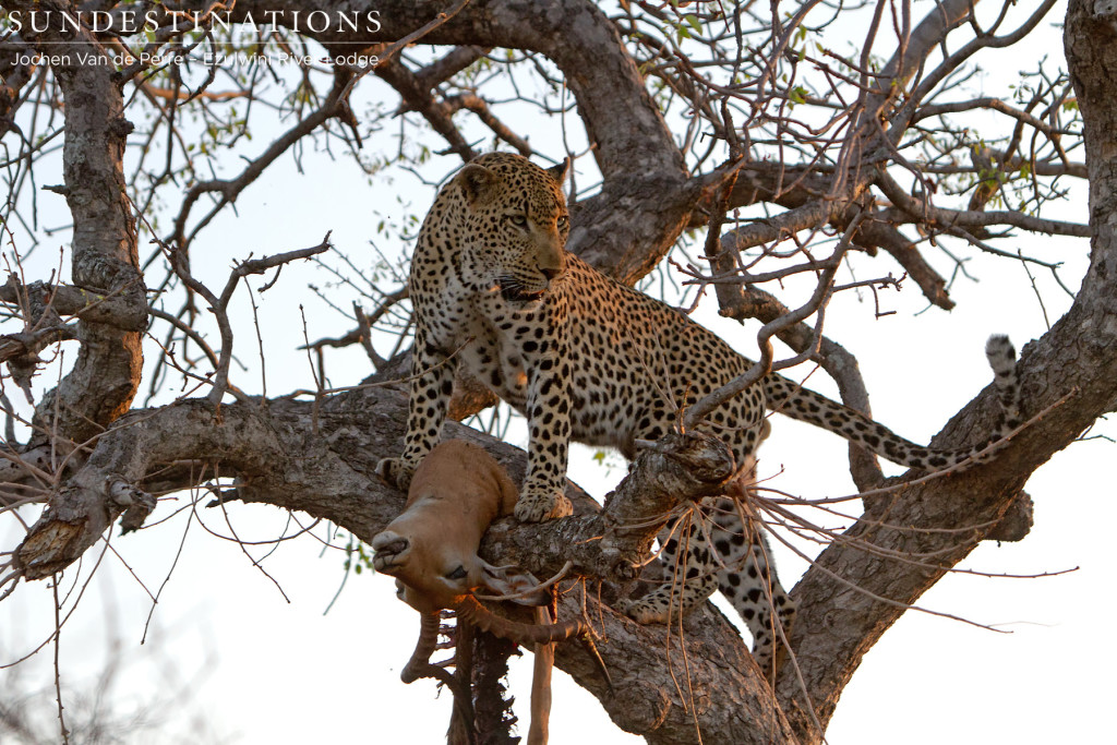 Chavaluthu posing with impala kill