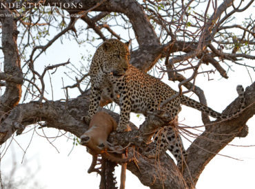 When you’re lucky, you’re lucky! The gorgeous blue-eyed leopard Chavaluthu (“afraid of nothing”) has been seen at Ezulwini over consecutive game drives, offering guests the great fortune of up close and unforgettable leopard viewing. This male leopard has been around for many years – past guests remember interactions with him back in the day – and […]