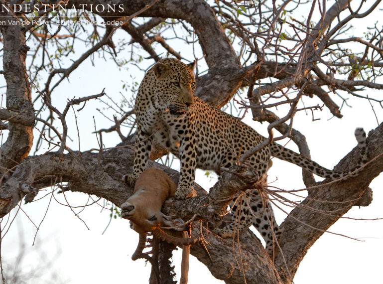 Leopard Chavaluthu Feasts in a Tree