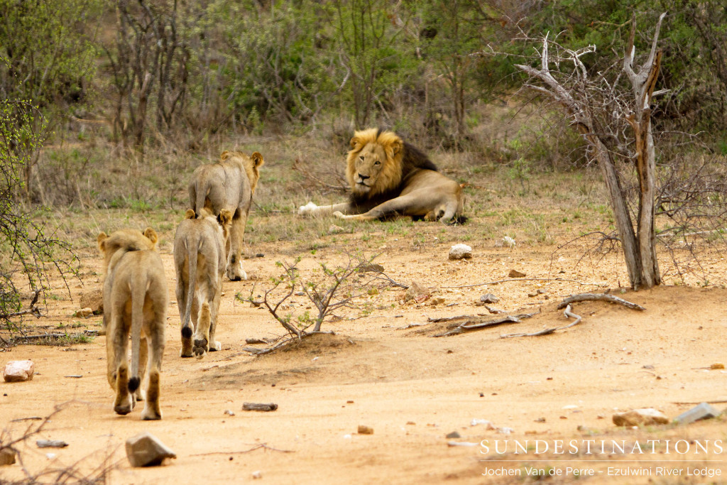 York Pride male with 3 subadult males