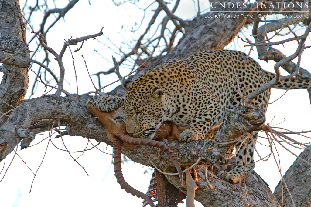 Chavaluthu feeding on impala