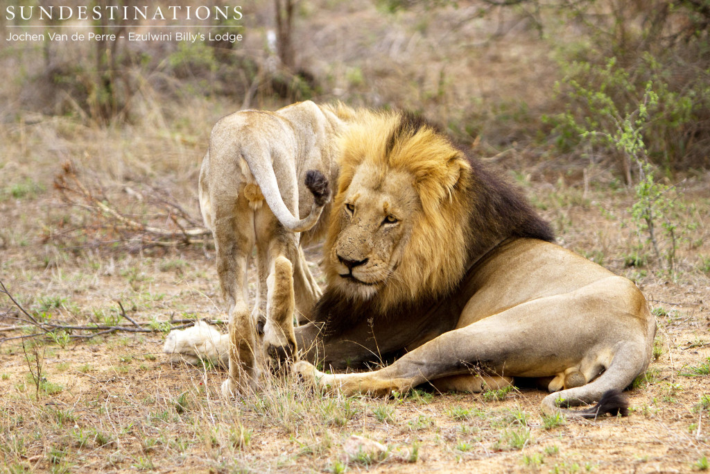 Affection between male members of the York Pride