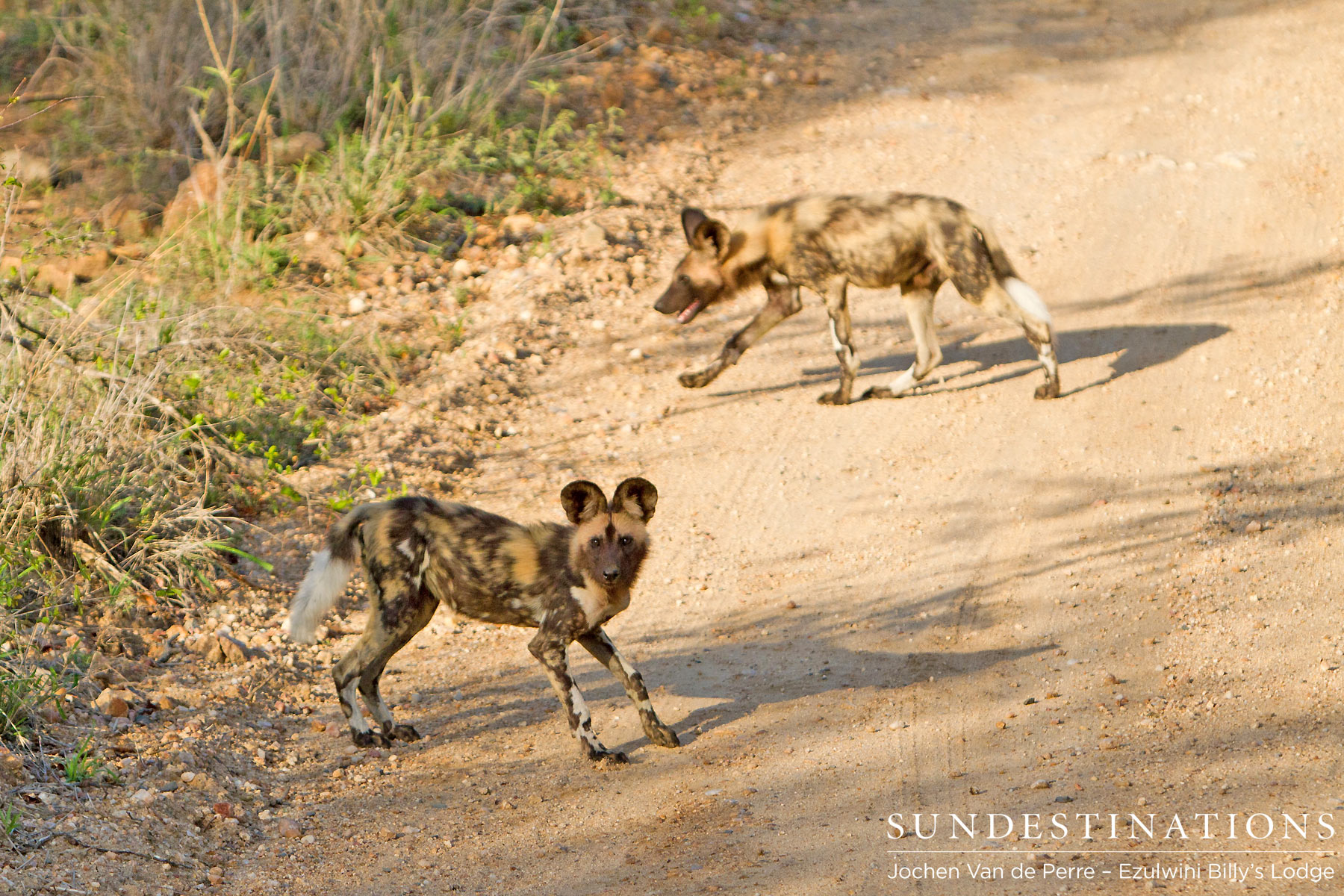 Pack of 6 wild dogs at Ezulwini