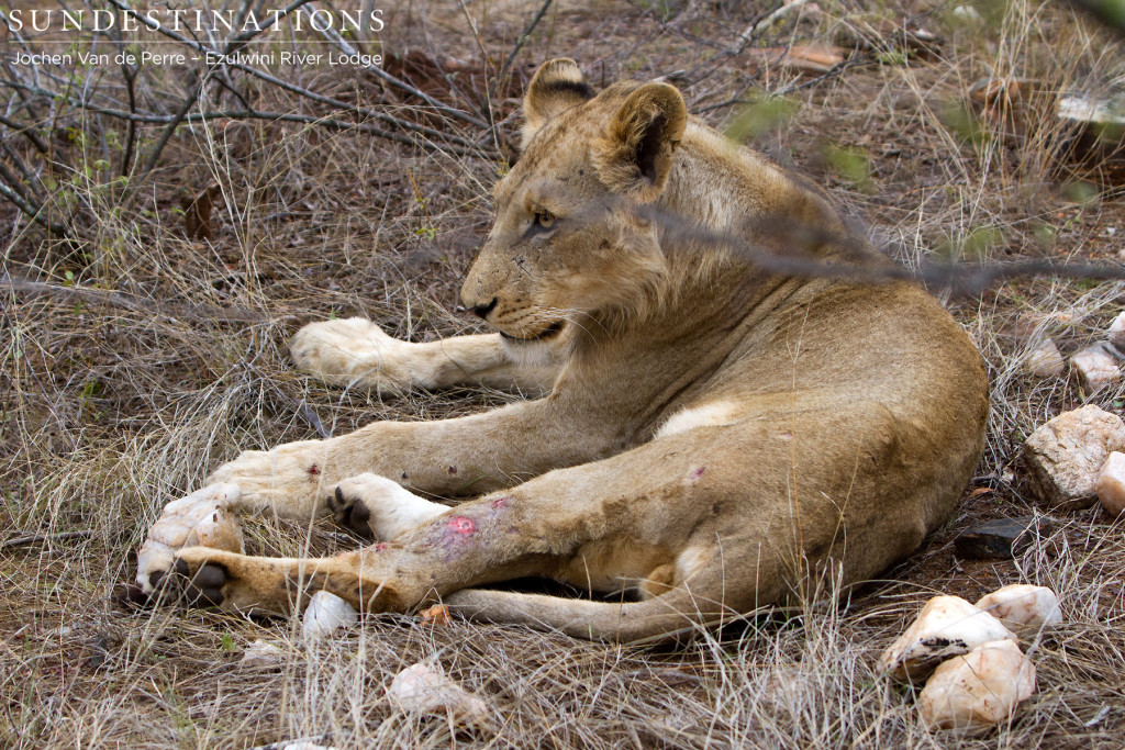 Balule Pride youngster sporting an injury