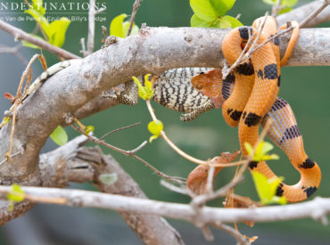 Snakes, crocodiles, skinks, and lizards are somewhat less admired than say, leopards and lilac-breasted rollers, but just because they don’t have beautiful plumes and velvety pelts doesn’t mean that they aren’t worth watching! What you probably didn’t know is that crocodiles are more closely related to birds than they are to lizards. The history of […]