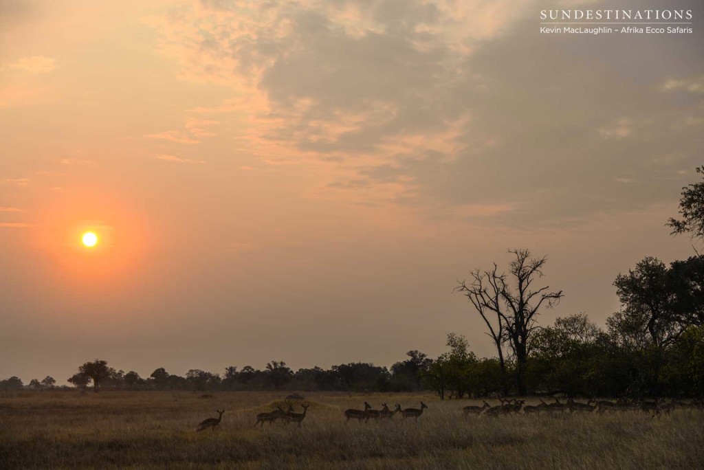 Impala in the sunset