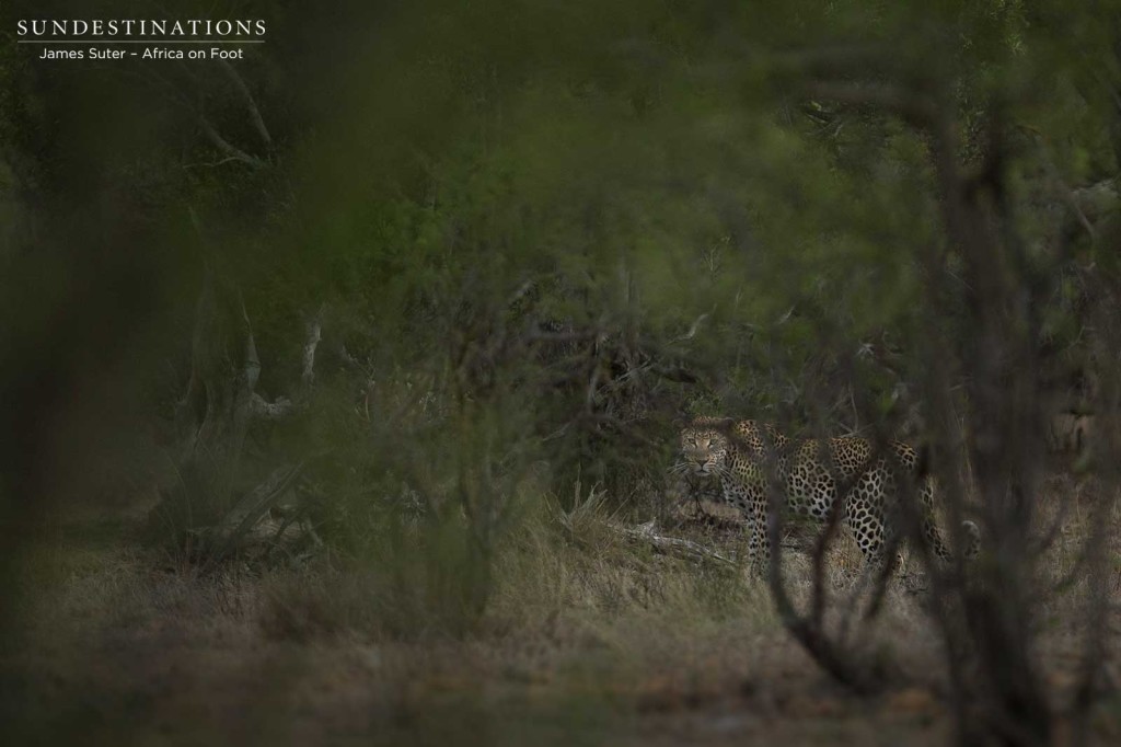 Nervous male leopard in Klaserie