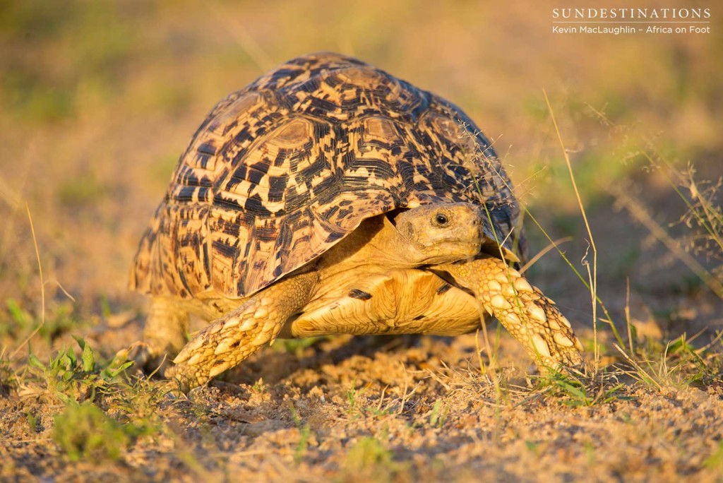 Leopard tortoise