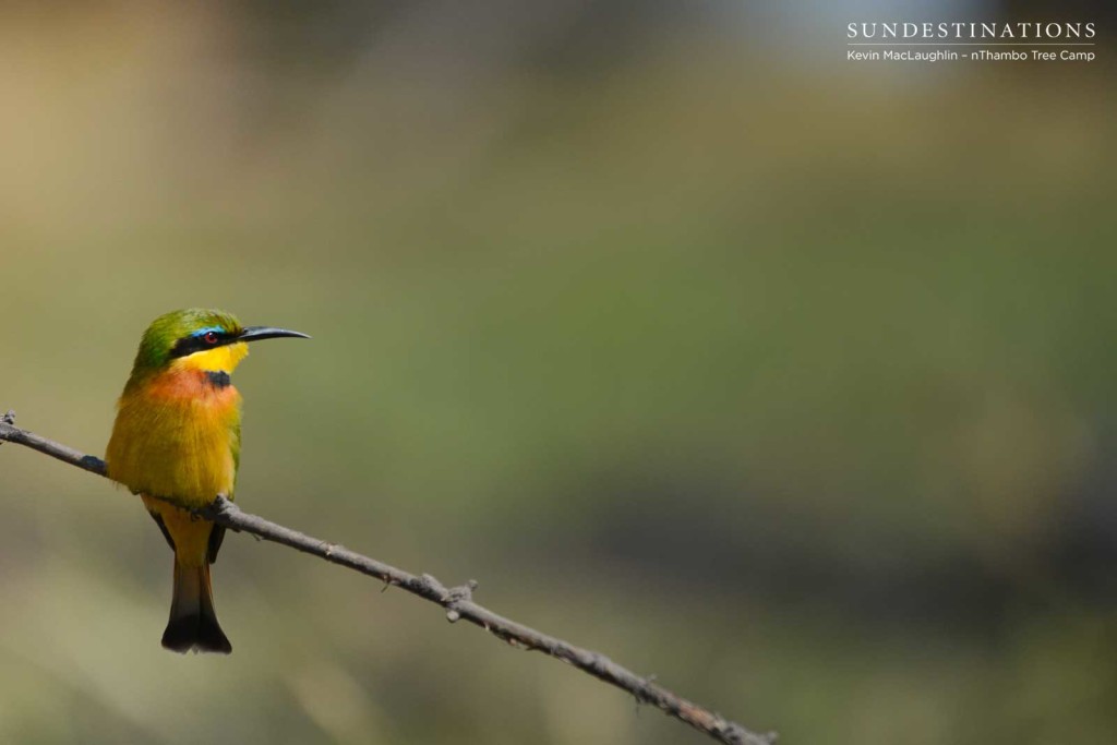 Little bee-eater