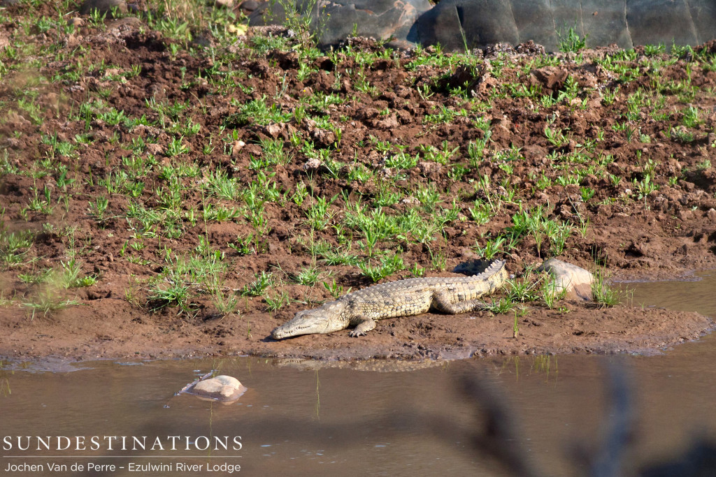 Crocodile at Ezulwini