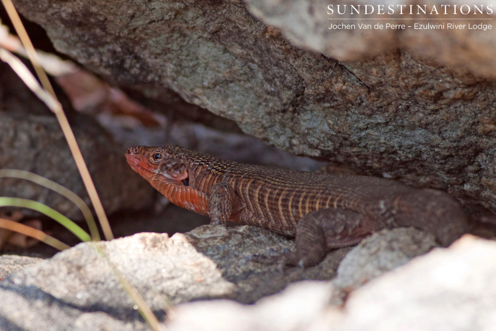 Giant plated lizard