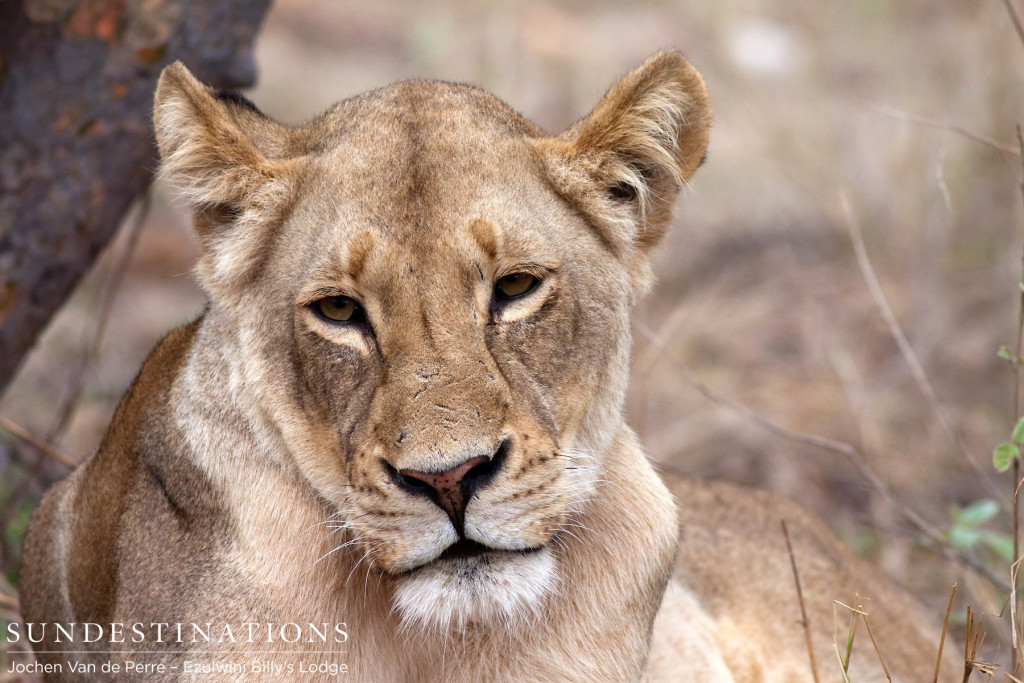 Lioness of the Balule Pride