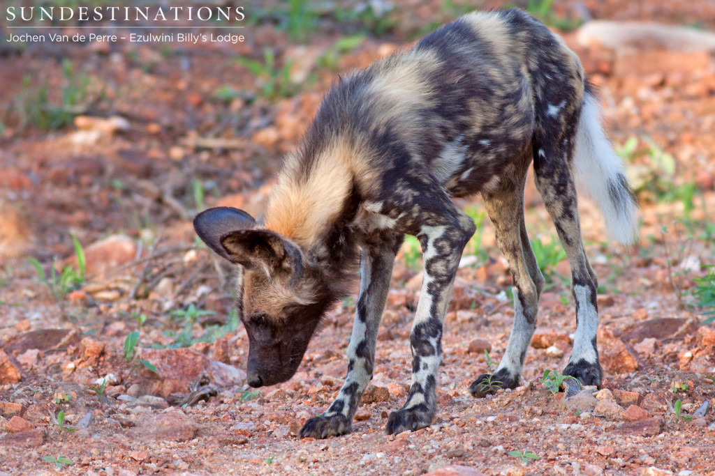 Curious wild dog after chasing a leopard
