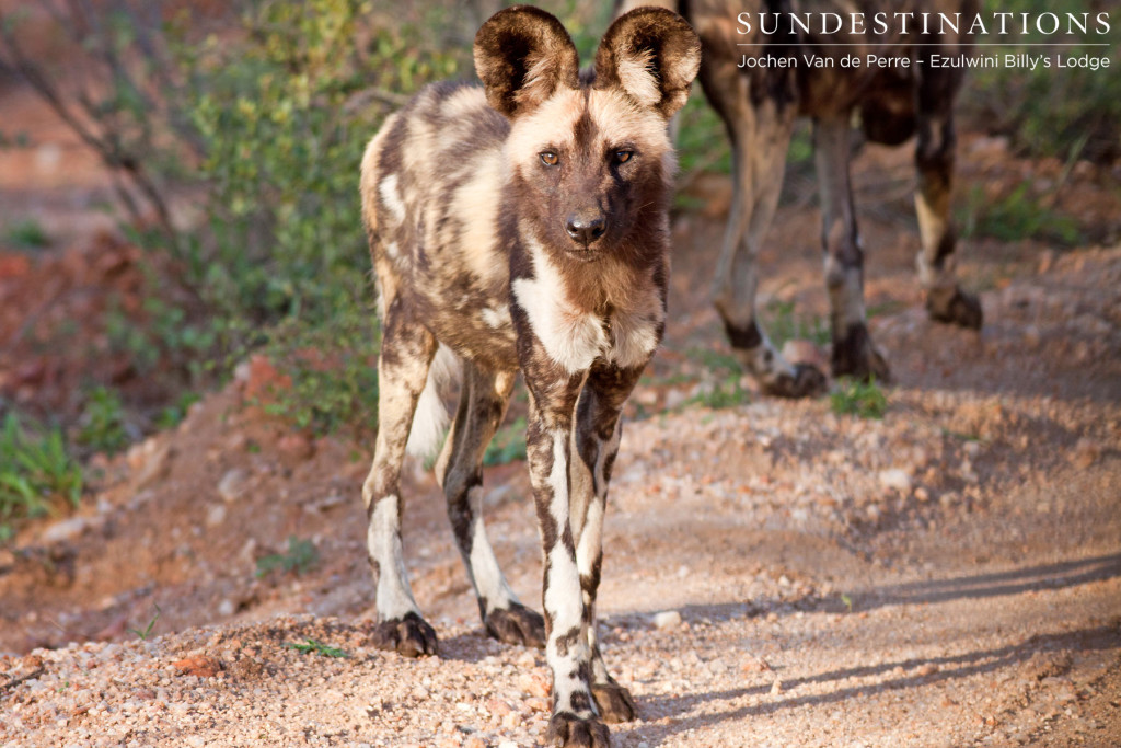 Portrait of a rare African wild dog