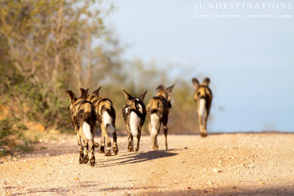 Wild dogs on Olifants Road, Balule