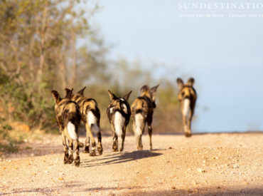 As if seeing the rare African wild dog isn’t exciting enough, just this morning guests at Ezulwini River Lodge caught sight of a pack of 6, PLUS, they were seen chasing a leopard! Unfortunately, the speed of the chase meant there was too little time for photos, but after the cheeky dogs managed to scare […]