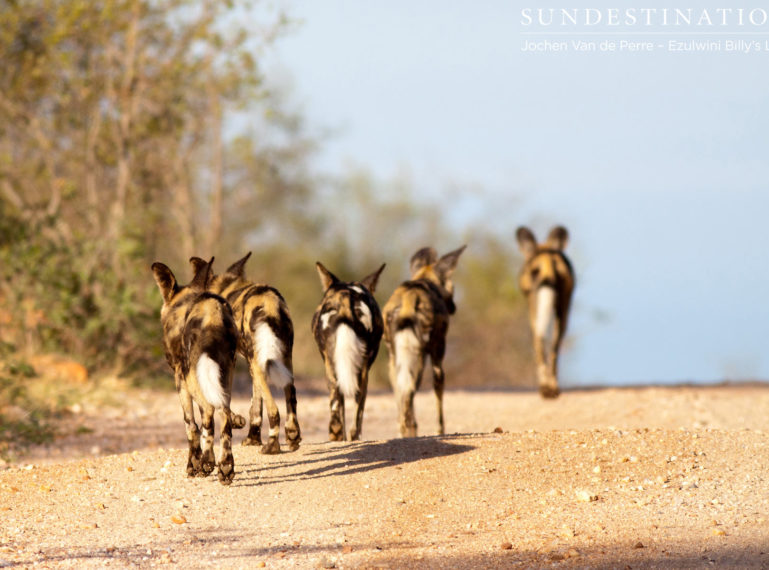 6 Wild Dogs Chase a Leopard at Ezulwini