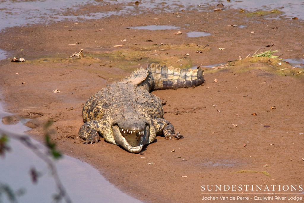 Nile crocodile basking on the riverbank