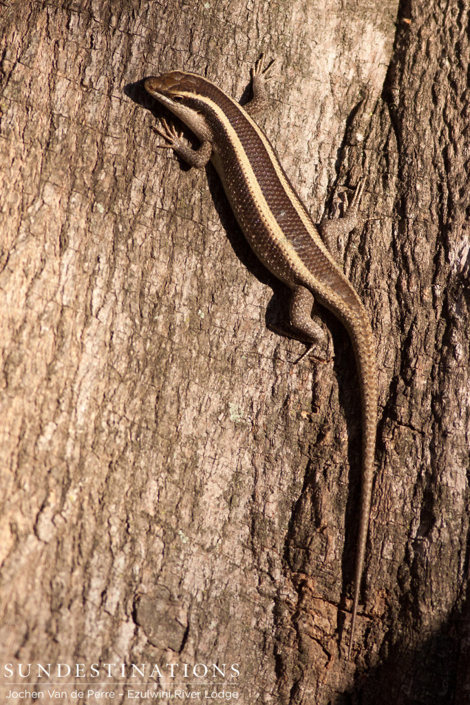 Striped skink