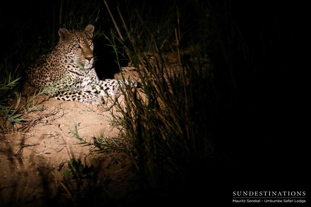 Mahlatini, male leopard in Sabi Sand