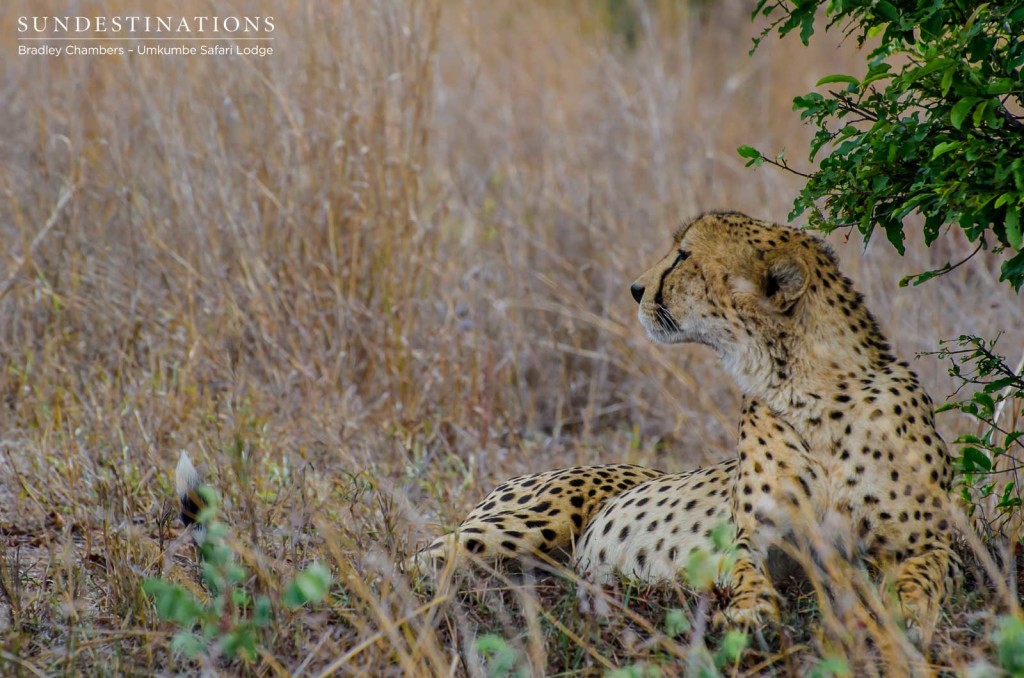 Male cheetah posing in the Sabi Sand