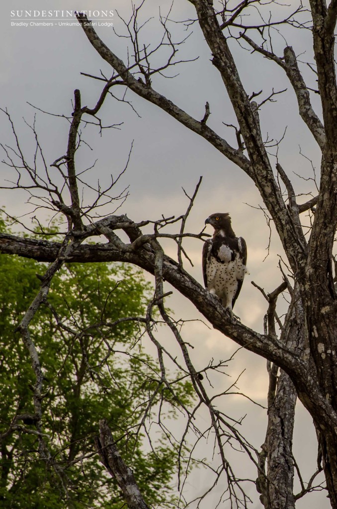Martial eagle at Umkumbe Safari Lodge